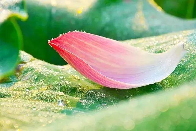 晚安美文180716：你若爱自己，莲开香满衣