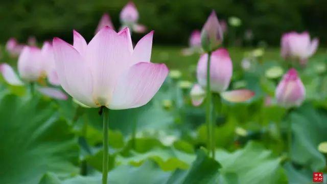 晚安的句子180723：好的爱情，永远是两个人的努力