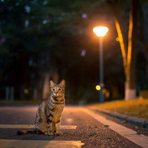 晚安感悟180726：活出自己本来的模样
