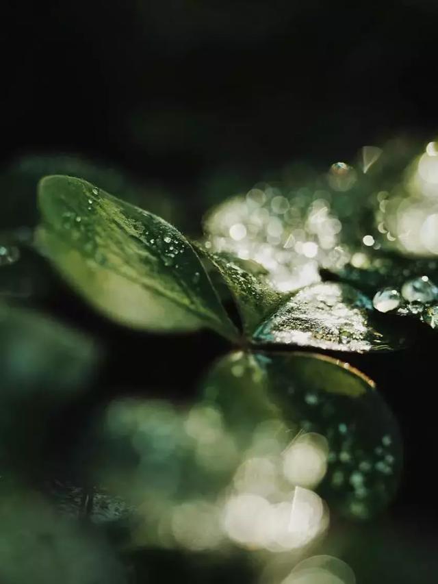晚安句180906：人生百味情最浓，人生繁华淡最真