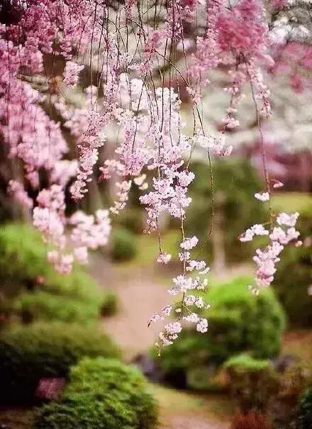 晚安美文180911：淡淡的岁月，淡淡的心