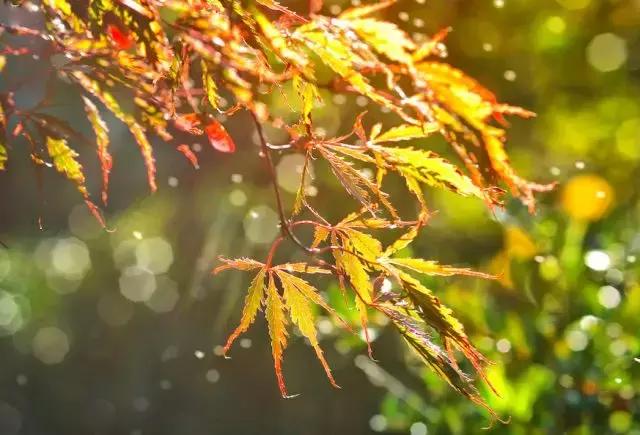 早安感悟180912：秋意浓，请添衣