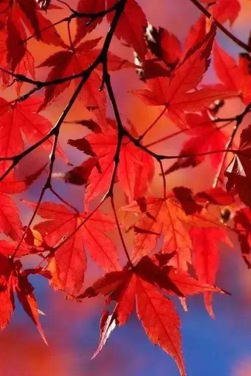 晚安情感180918：真正的朋友，是一生的风景
