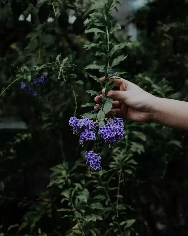 晚安说说句子181002：秋风吹起，最适合想你