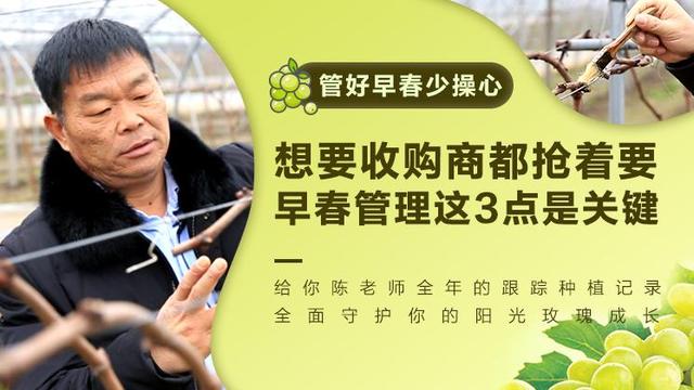 葡萄几月份成熟 葡萄几月份种植最好