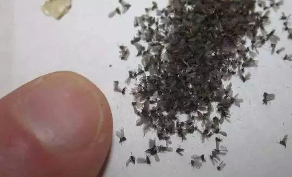 琴叶榕的土壤里很多黑色的小飞蚊怎么除掉？