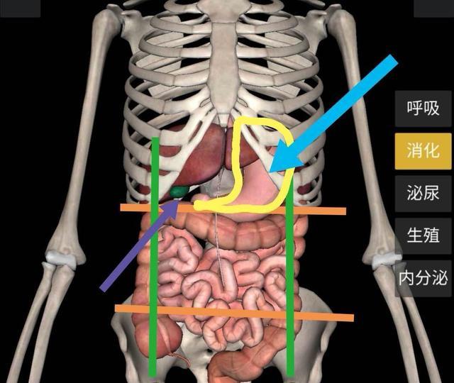 怎样区分清楚胃痛还是胆痛呢胃在哪个位置图片