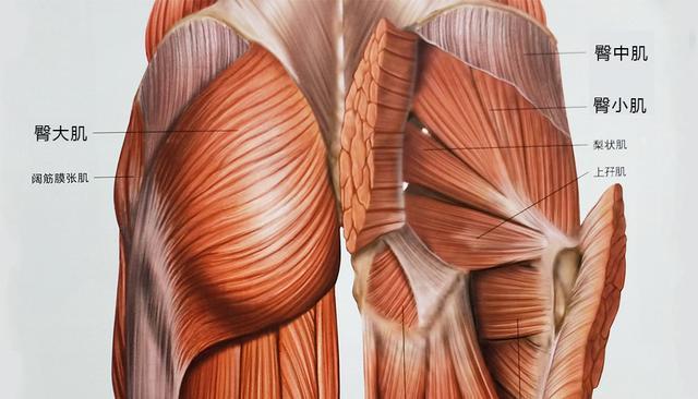 臀大肌(臀大肌上部),增加肌肉量可以使两侧凹陷在视觉上变得不太明显