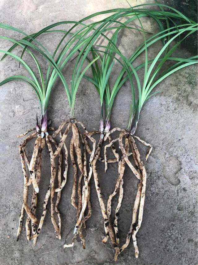 怎么尽快让兰花生长新根