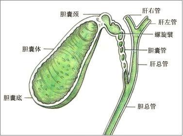 肝气郁结引起的血糖高能治愈吗