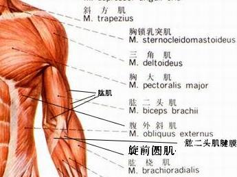 俯卧撑真的练不到肱二头肌吗不管行不行到底是为什么