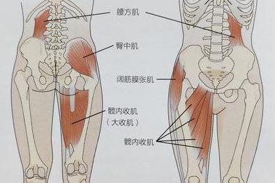 臀中肌办公室减肥动作练臀,臀小肌(臀小肌在臀中肌的深层)和臀大肌(臀