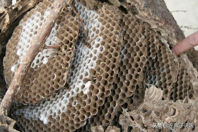 关于马蜂窝泡酒能饮用吗？双色球
的介绍