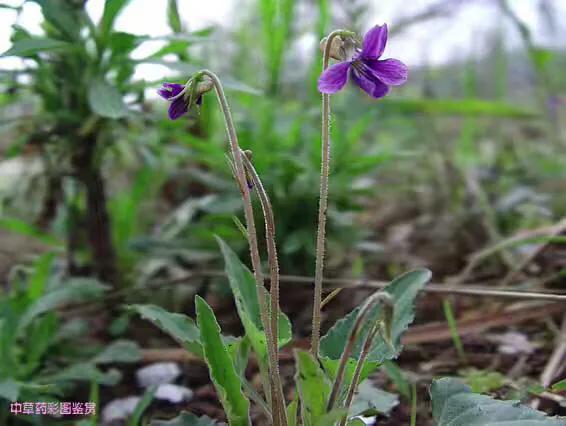 犁头草和蒲公英泡水喝有多大好处