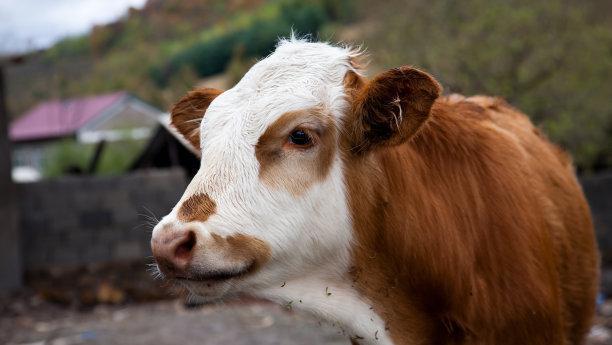 养殖20头牛一年要投资多少钱，养20头牛能够有多少利润？