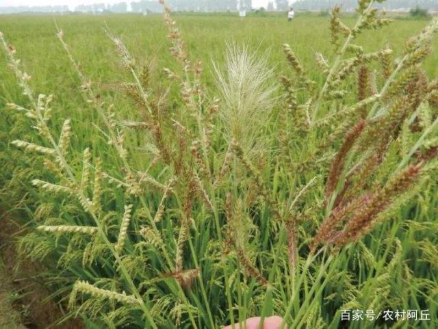 水稻田里的稗草什么时候除最好