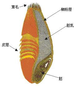 为什么小麦晒干后还能成为种子