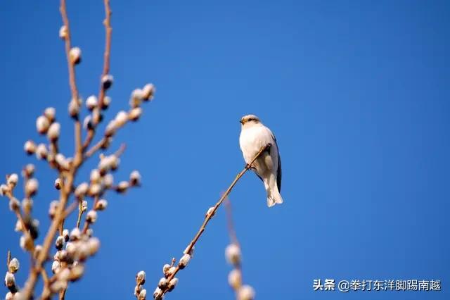 山东现在的大手笔规划出来了作为农民你愿意上楼吗大家一起谈谈心中真实的想法？