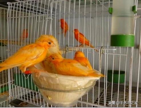 我养的玉鸟踩蛋了也受精了为什么总是孵化不出小鸟呢