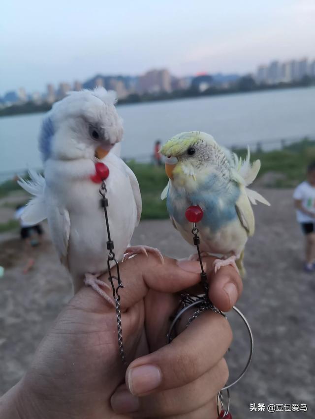 虎皮鹦鹉能和银层渐猫能一起养吗