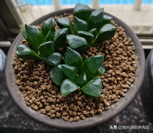 赤玉土适合哪些盆景
