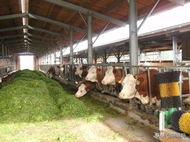 养肉牛牛栏如何设计好