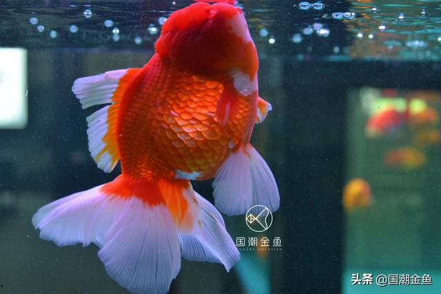 金鱼肚子为什么那么大-书法大师知识库