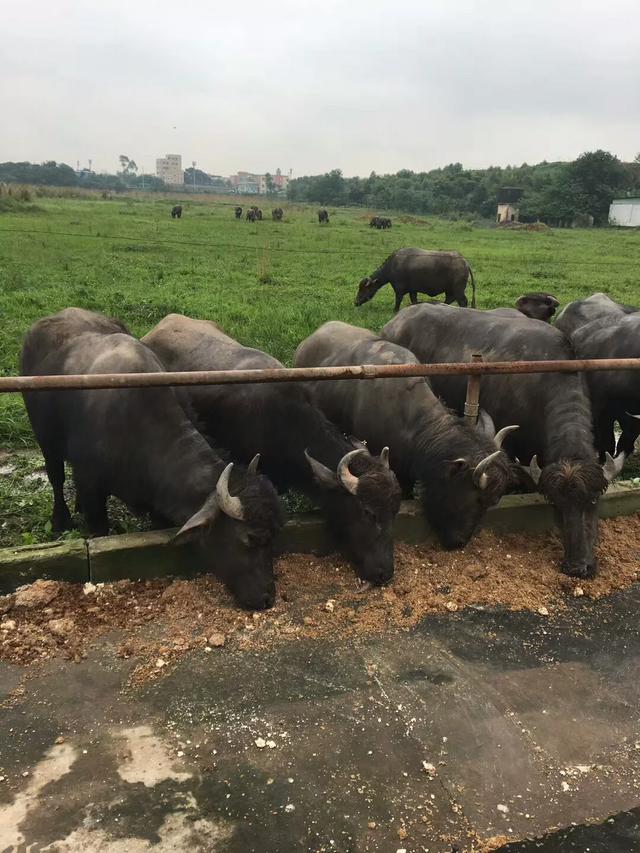 在广东养殖水牛怎么样收益如何