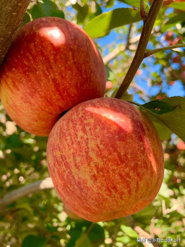 苹果树采摘结束了，月子肥和底肥需要怎么样使用？
