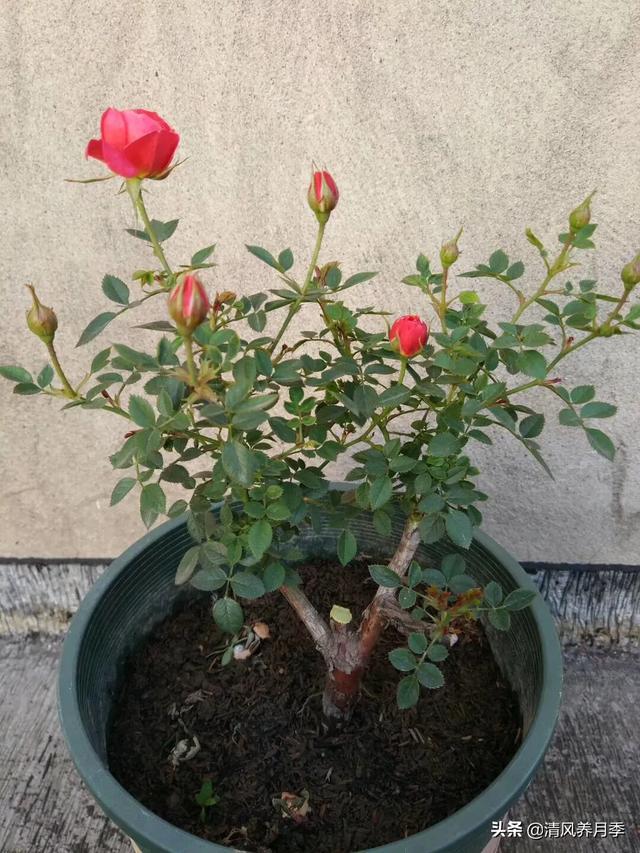 躲躲藏藏月季小苗一直长花苞不长个怎么办