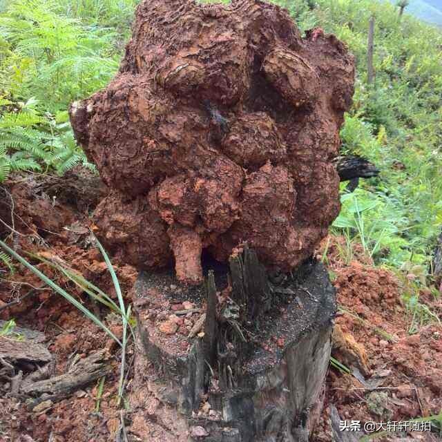 种植松茯苓不去皮可以吗