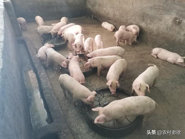 现在卖猪仔划算还是养大猪