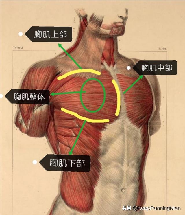 如何练胸肌如何练胸肌最快最有效