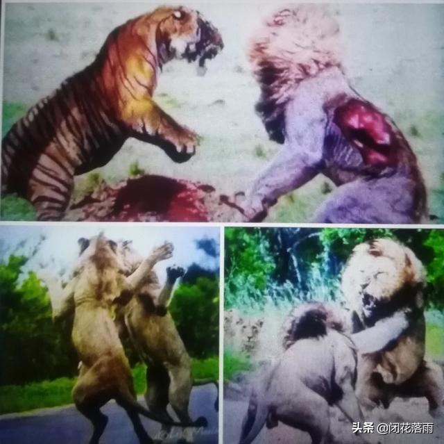 狮子老虎豹子和鳄鱼四猛兽在一起大乱斗谁会最终胜出