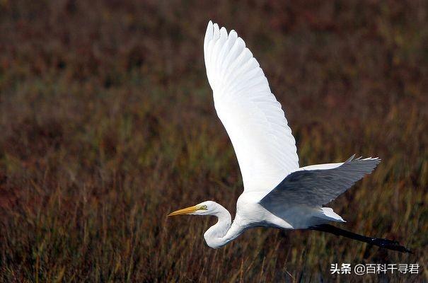 白鹭和白鹤有什么区别