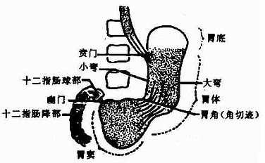 胃癌一般哪个部位痛为什么