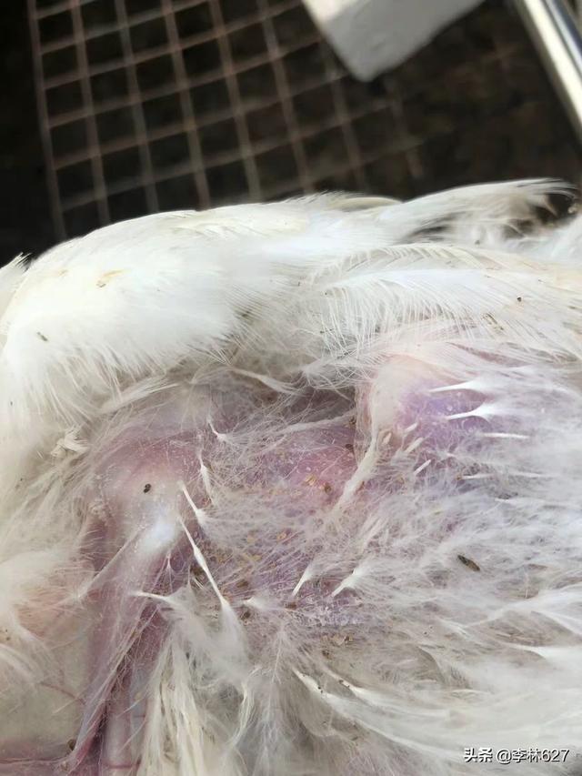 鸡长鸡虱怎么办