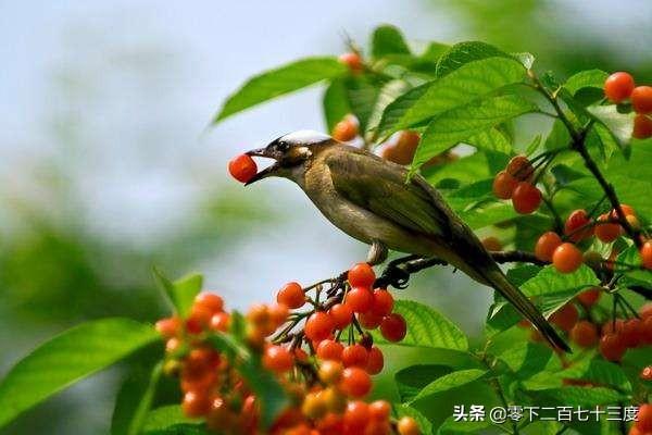 你还知道哪些植物传播种子的方法