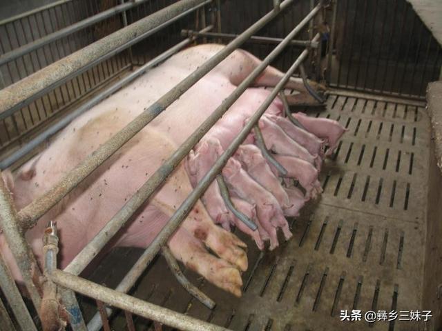 我家老母猪下了14个猪仔是育肥还是卖猪仔好