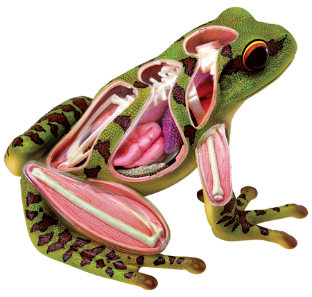 为什么青蛙的心脏被拿出来离开身体后还能跳动两个小时左右