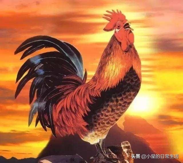 西游记中昴日星官的本体是一只大公鸡,为什么也能成为神仙-头条问答