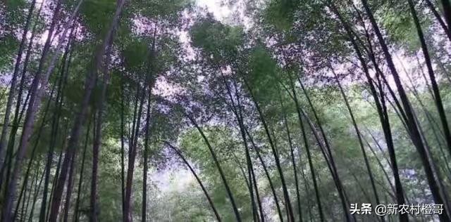 (南山小钟的回答,0赞)