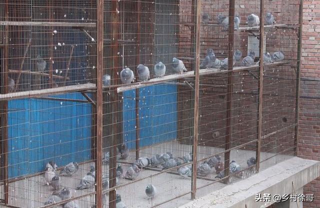 深圳6平米鸽子笼农村平房顶上大量养鸽子怎么设计平房