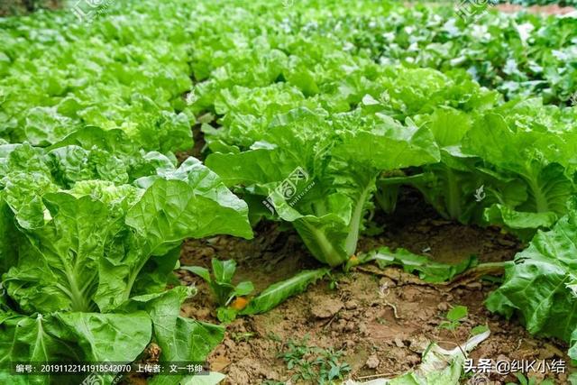 如何防止白菜类蔬菜出现肥害