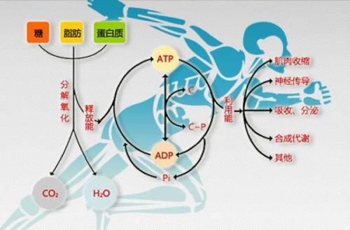 有氧运动必须坚持30分钟以上才能减肥吗