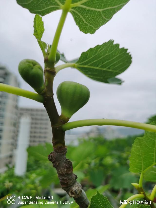 怎样繁殖无花果