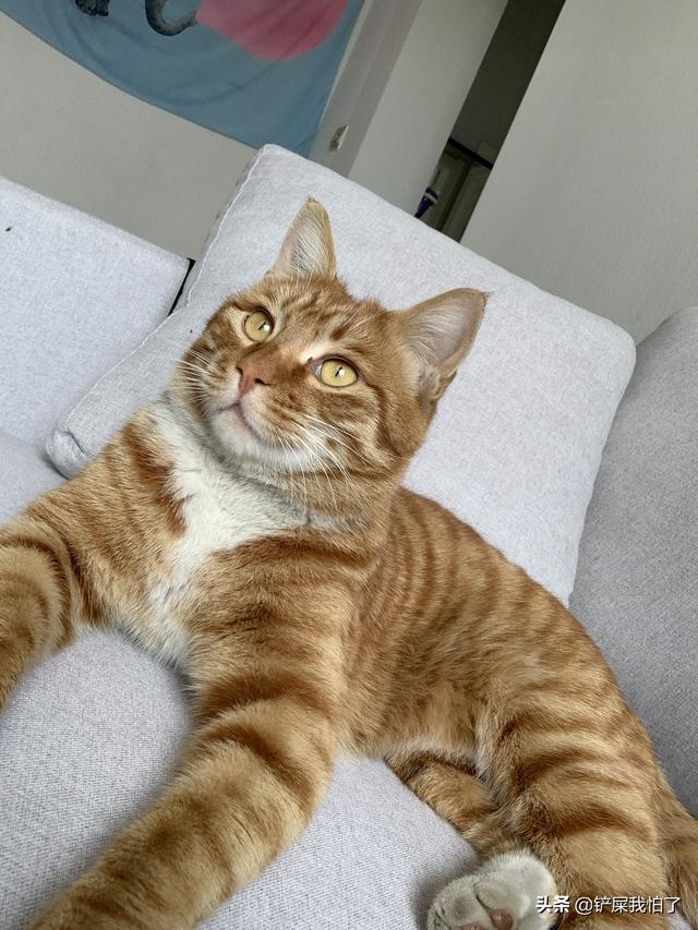 橘猫头像都说猫养不熟是真的吗