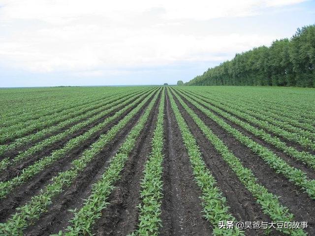 大豆封闭药喷药后下大雨对大豆有什么影响