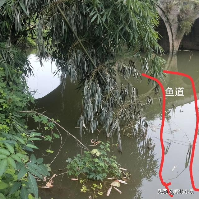 "鸟有鸟道,鱼有鱼道,钓鱼如何找鱼道