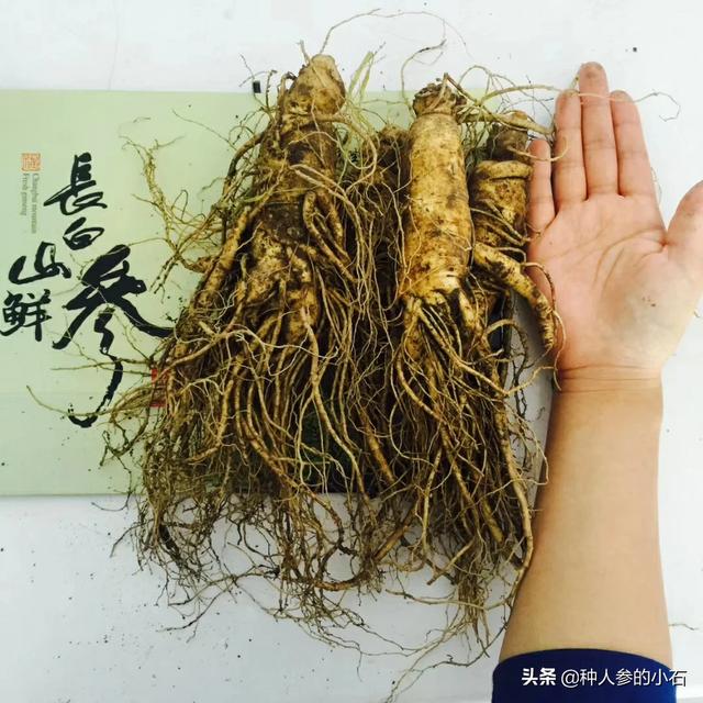 生晒参与人参的区别人参和黄芪哪个补气作用更好